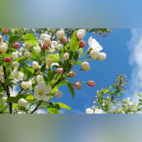 Meet your Posher, Valerie - Picture 2 of 2